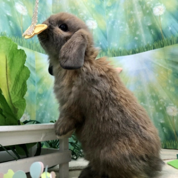 animal_image