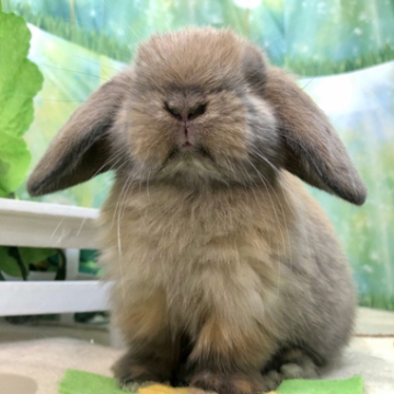 animal_image