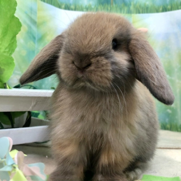 animal_image