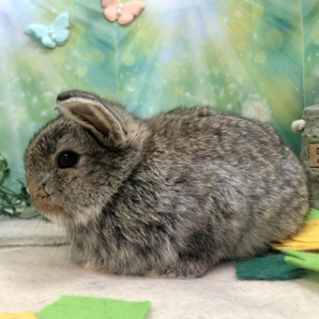animal_image