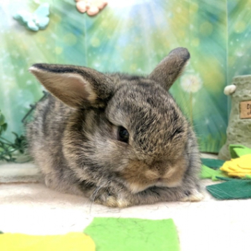 animal_image