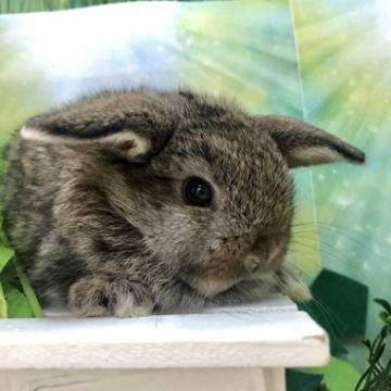 animal_image