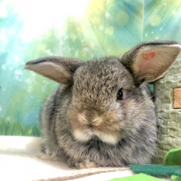 animal_image
