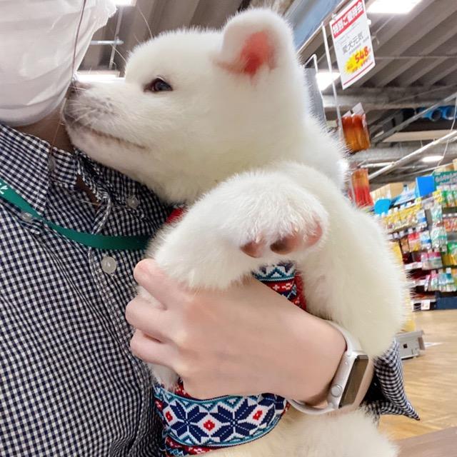 animal_image