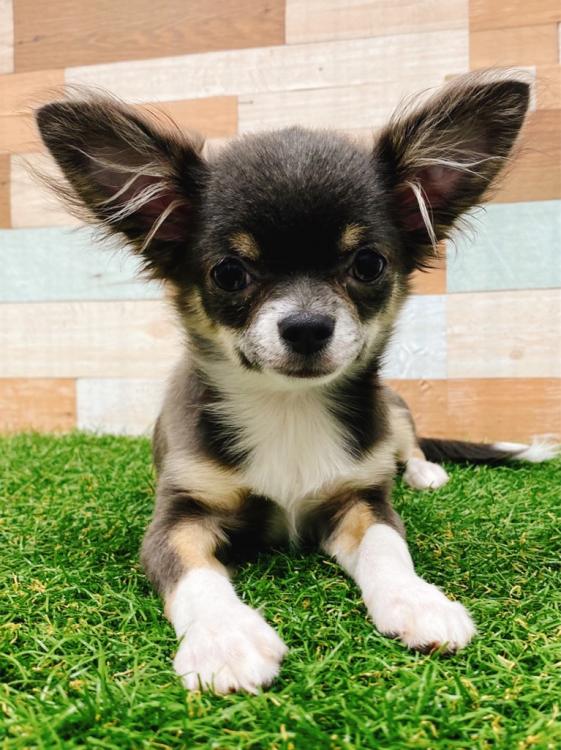 animal_image
