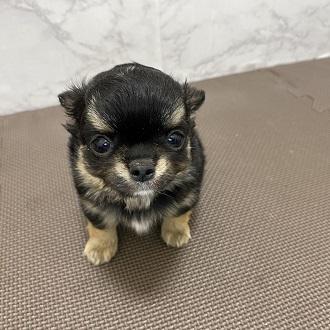 animal_image