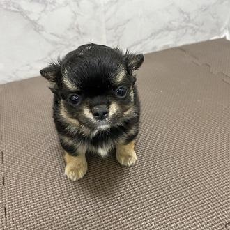 animal_image