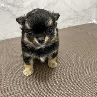 animal_image