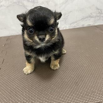 animal_image