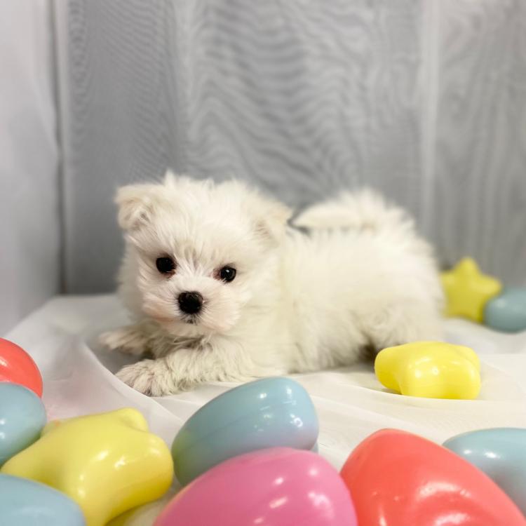 animal_image