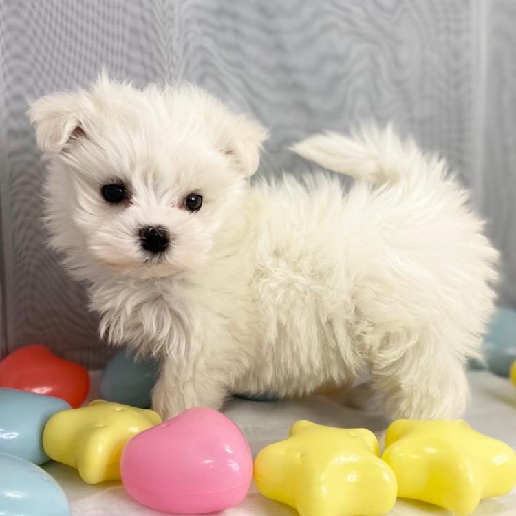 animal_image