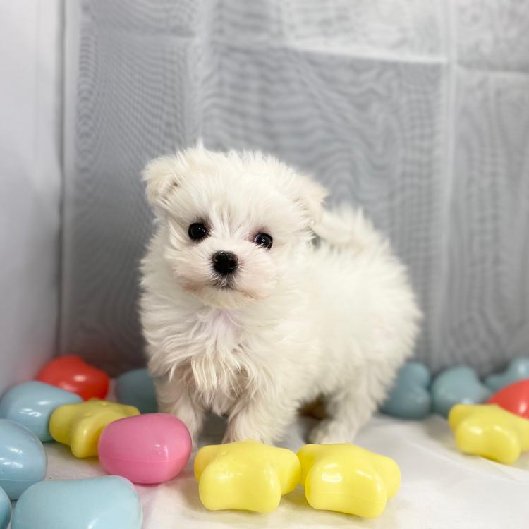 animal_image