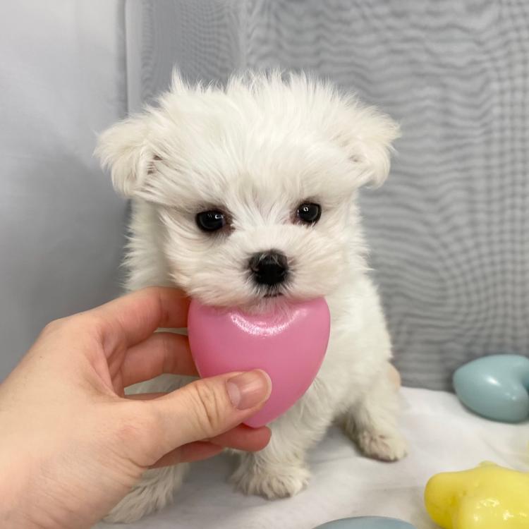 animal_image