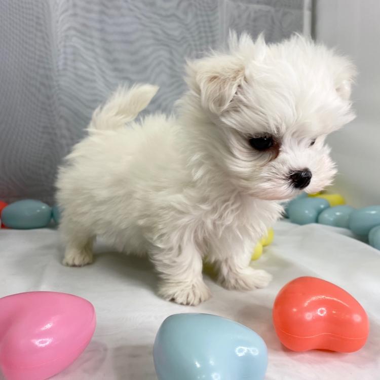animal_image