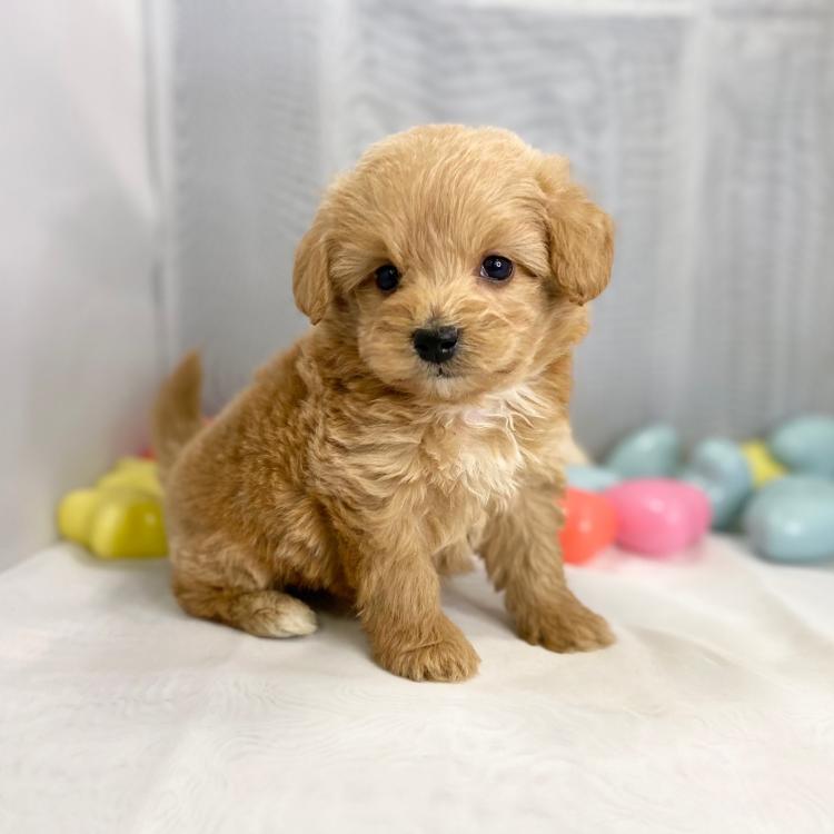 animal_image