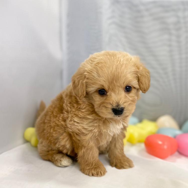 animal_image