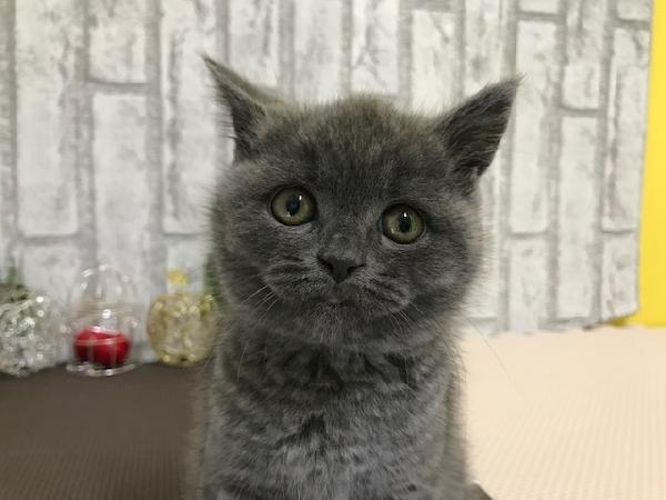animal_image