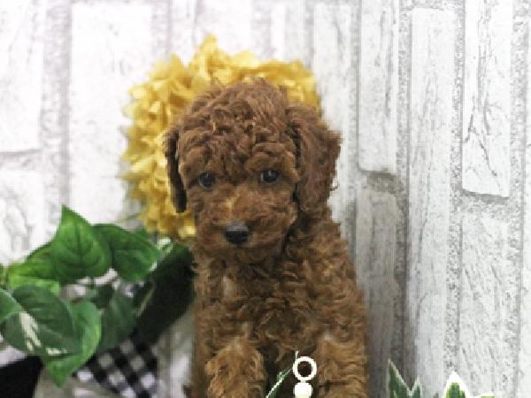 animal_image