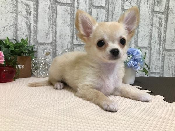 animal_image