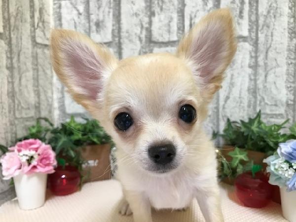 animal_image