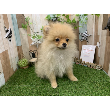 animal_image