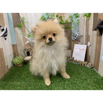 animal_image