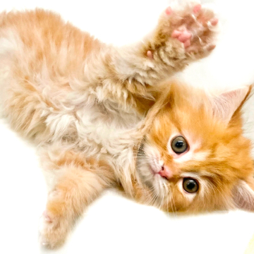 animal_image
