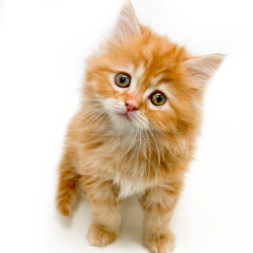 animal_image