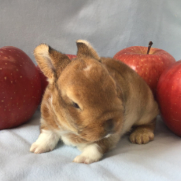 animal_image