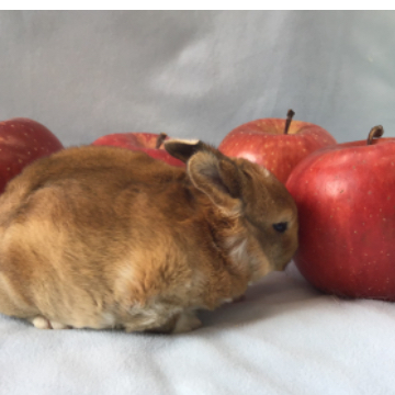 animal_image