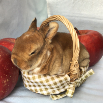 animal_image