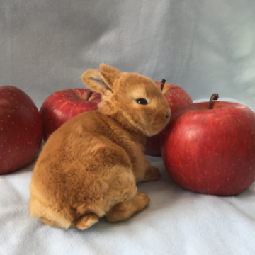 animal_image