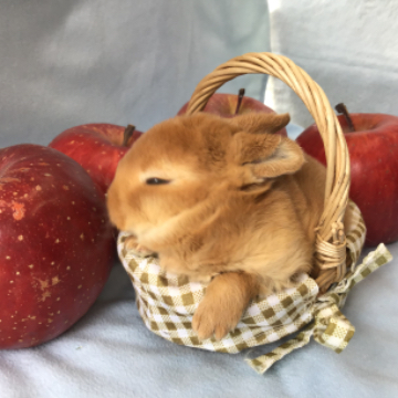 animal_image