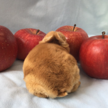 animal_image
