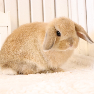 animal_image