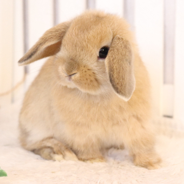 animal_image