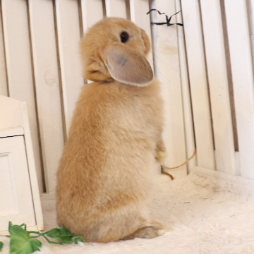 animal_image