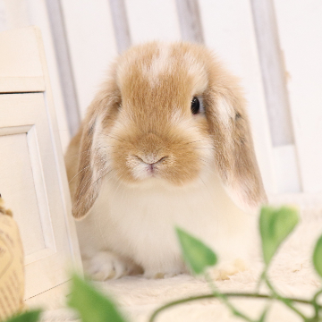 animal_image