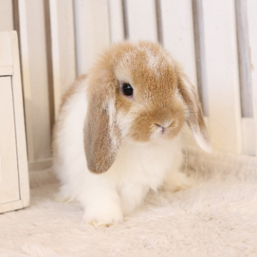 animal_image