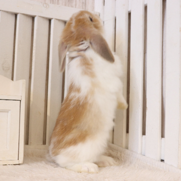 animal_image