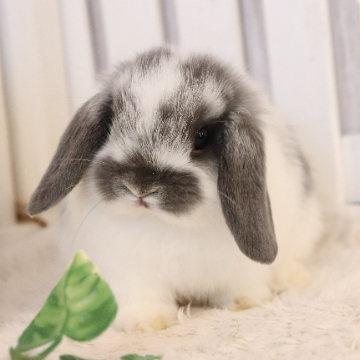 animal_image