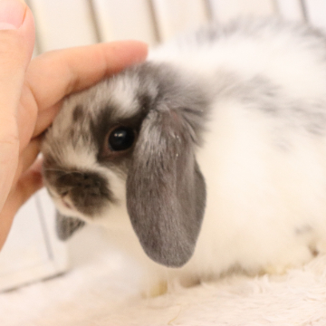 animal_image