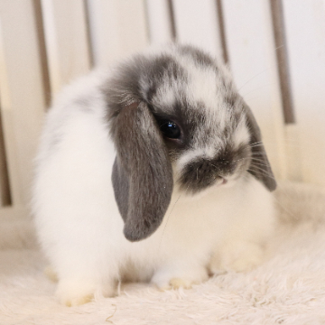 animal_image