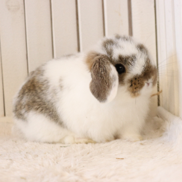 animal_image
