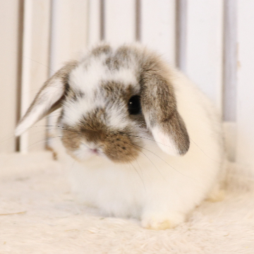 animal_image