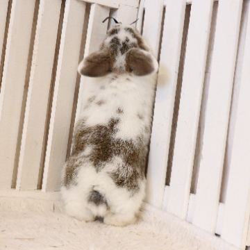 animal_image