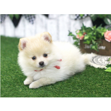 animal_image