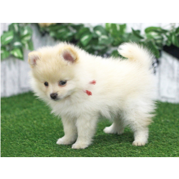animal_image