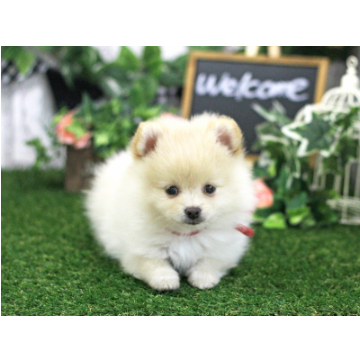 animal_image