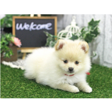 animal_image